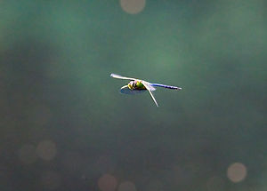 A Macro image of a blue and yellow dragonfly in flight over a lake