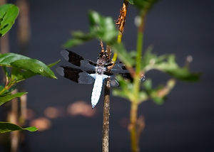 A Macro image of a white dragonfly with double clear & black wings, perched on the end of a stick.