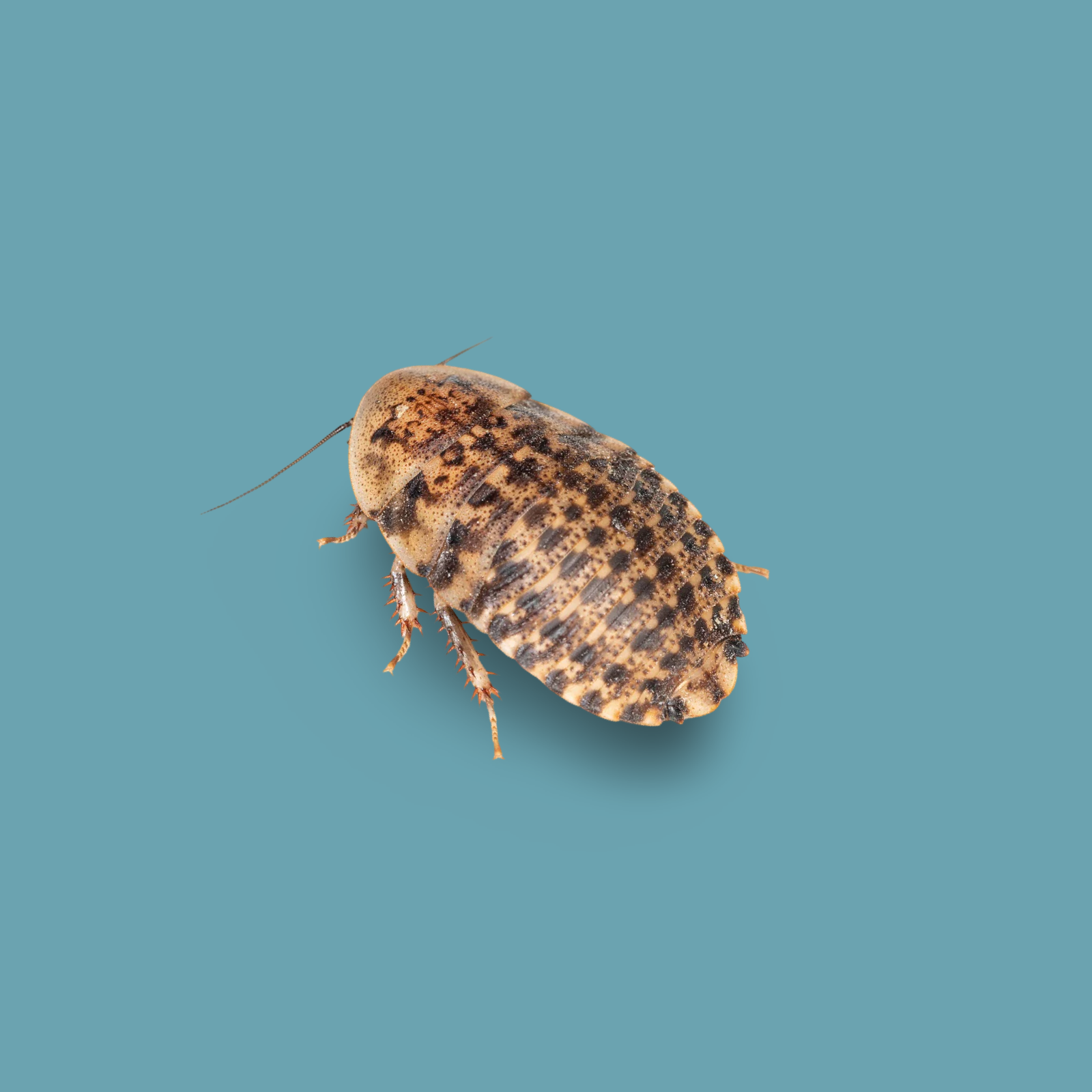 Blattes Discoïdes  "Blaberus Discoidalis" (15) (Juvéniles)