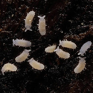 8L1Z7LAZRLRRIHAH5H1H4HCHIHPZXHTHGHOHNHHR