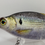 Thumbnail: Glide Knocker - Sushi Shad