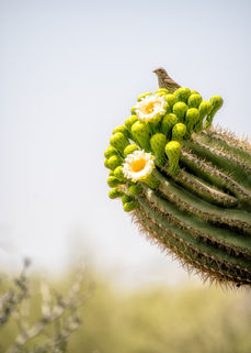 An enchanting moment in the desert: a songbird unexpectedly photobombs a saguaro in full bloom, adding a burst of life to the scene.