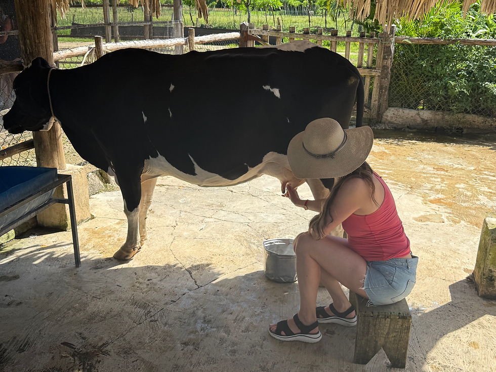 A girl wearing a hat is milking a cow that is standing under a roof made of palm tree fronds