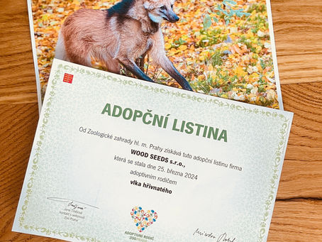 Dalším adoptovaným zvířetem v ZOO Praha je vlk hřivnatý