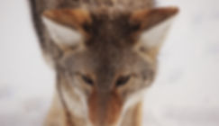 Winter Fox
