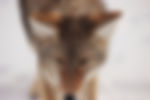 Winter Fox