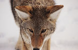 Winter Fox