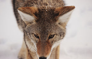 Winter Fox