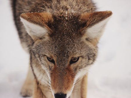 NOURRIR le loup