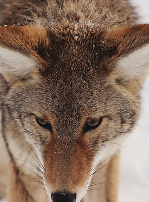Coyote dans la neige