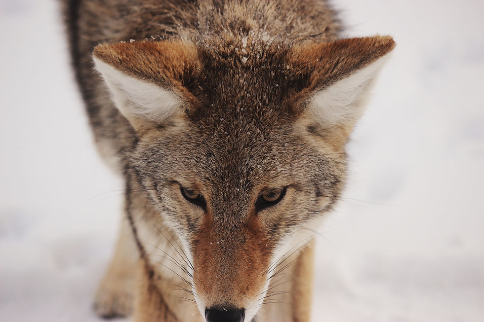 Winter Fox