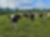 Resized_20220619_191739.jpeg