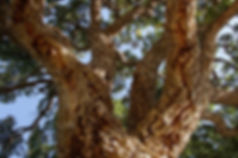 dl.maxpixel.freegreatpicture.com-2.jpeg