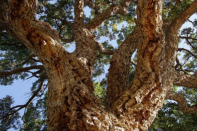 The Cork Tree
