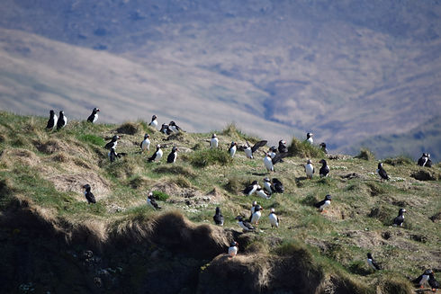 Puffins Select - 2 of 8.jpeg