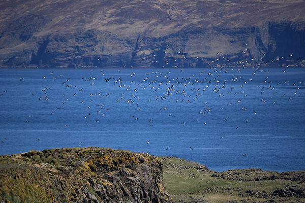 Puffins Select - 1 of 8.jpeg