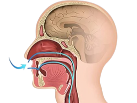 30s Of Therapy: The Hidden Link: Could the Airway Be Behind Chronic Neck Pain?