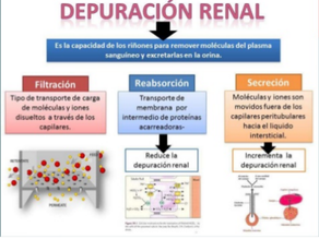 Depuración de proteínas