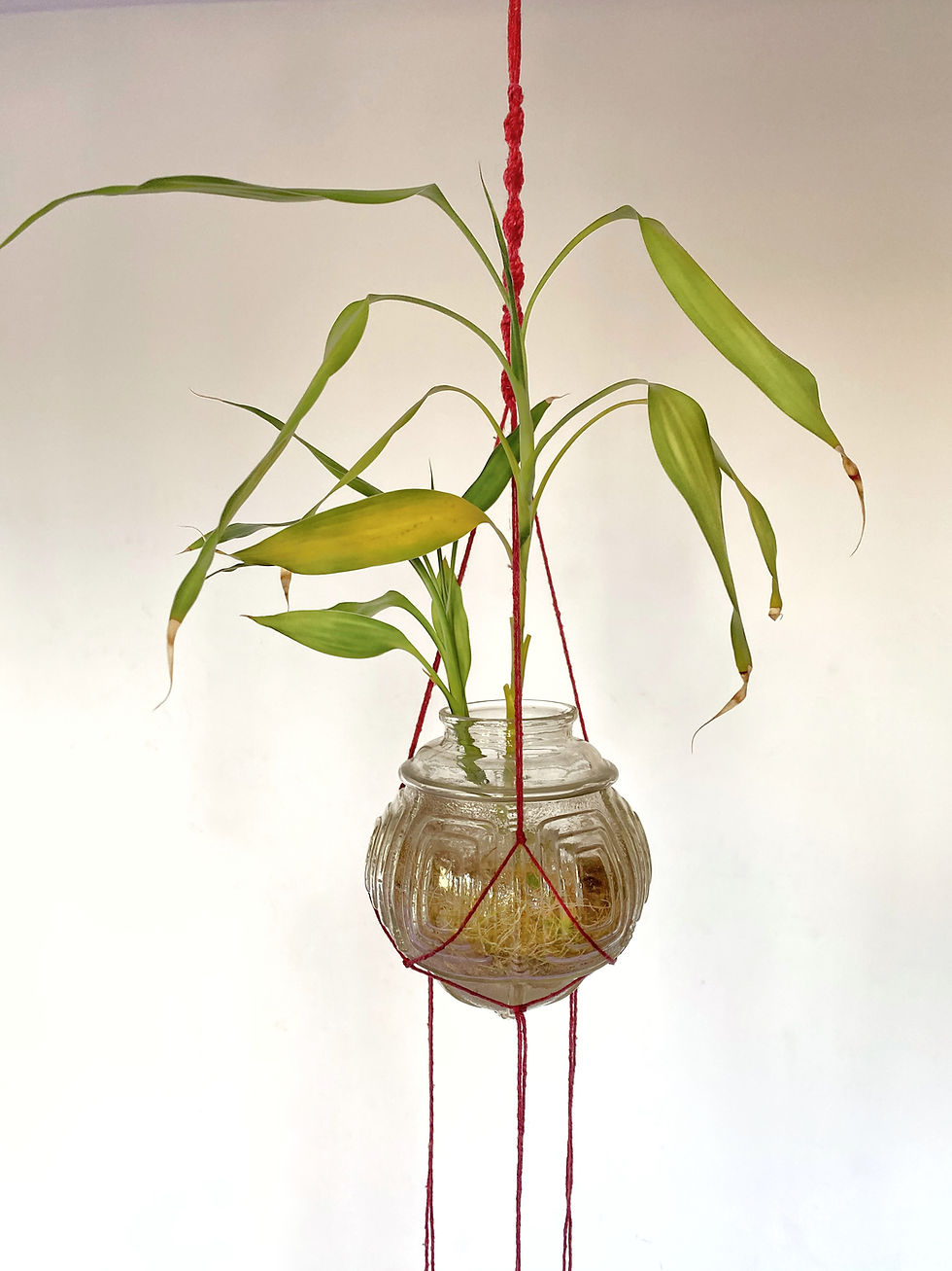 Miniatura: Vaso Suspenso 3