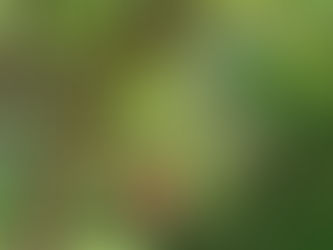 CHRONICLES FROM THE PORCH!