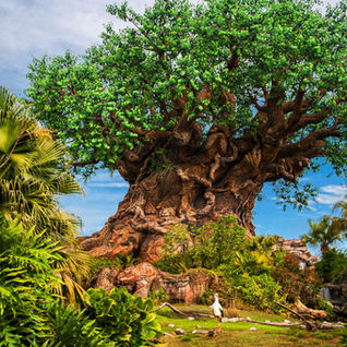 Animal Kingdom Quiz - Find Out Which Rides You Prefer
