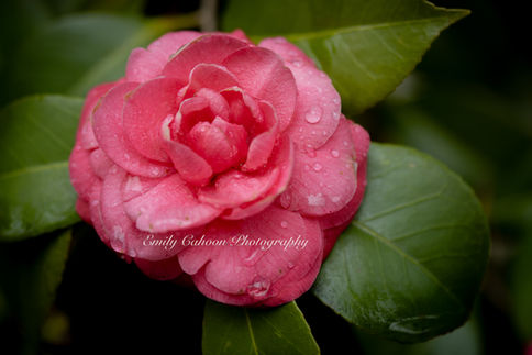 Nature's Beauty