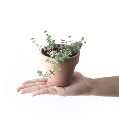 Plants & Pots