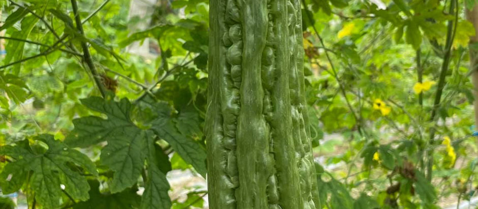 Vegetable seed varieties showcased in Nueva Ejica