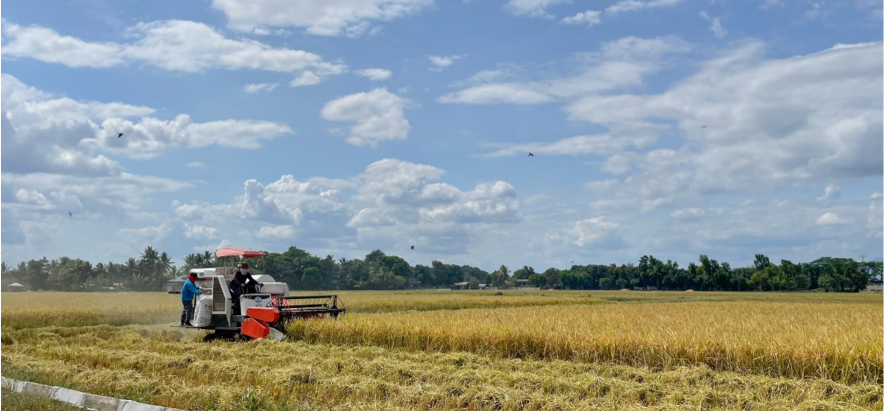 Celebrating 36 years of service to Filipino rice farmers