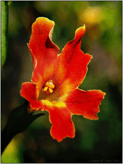 Mimulus aurantiacus puniceus (Mission red monkeyflower) -2