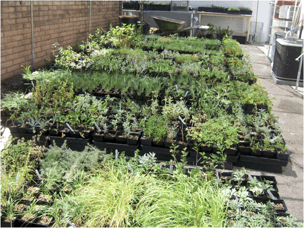 Jacobson Nursery - 2.jpg