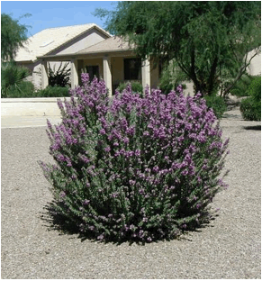 Salvia leucophylla (Purple sage) -2