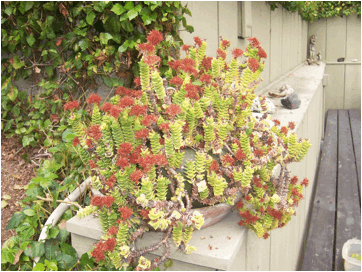 Crassula ‘Pagoda’ - 1