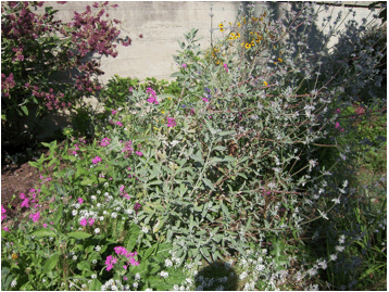 Salvia leucophylla hybrid: (Purple sage hybrid) - 2