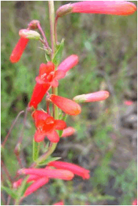 Penstemon centranthifolius (Scarlet Bugler) - 2