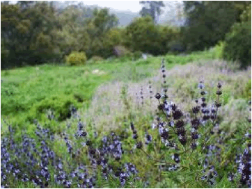 Salvia ‘Bee’s Bliss’ (Bee’s Bliss Sage) - 2