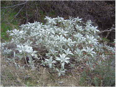 Salvia apiana (White sage) - 2