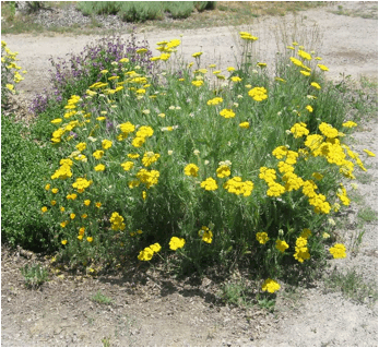 Achillea ‘Moonshine’ (Moonshine Yarrow) -2