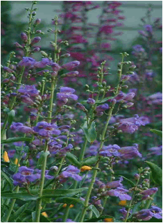 Penstemon spectabilis (Showy penstemon) - 2