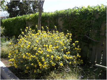 Phlomis fruiticosa (Jerusalem Sage) - 2