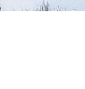 Juncus patens (Common rush)