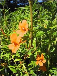 Mimulus aurantiacus (Sticky monkeyflower) - 2