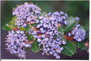 Ceanothus gloriosus (Point Reyes ceanothus) - 2