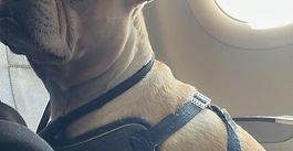 Evaluamos las características de cada mascota (tamaño, raza y requisitos de la aerolínea) para determinar la mejor opción de traslado: en cabina o documentado. Nos aseguramos de cumplir con todas las normativas para garantizar un viaje seguro, cómodo y adecuado a sus necesidades.