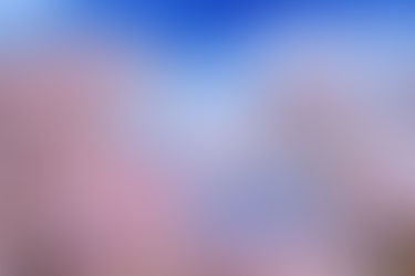 Cherry blossom trees in full bloom during sakura season in Japan