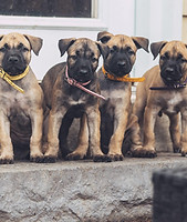 Luna pups.jpg