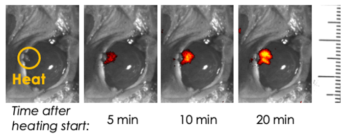 proprietary imaging technology.png