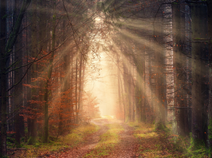 Sunlight filters through tall forest trees onto a leaf-covered path. Autumn leaves and mist create a serene, magical atmosphere.