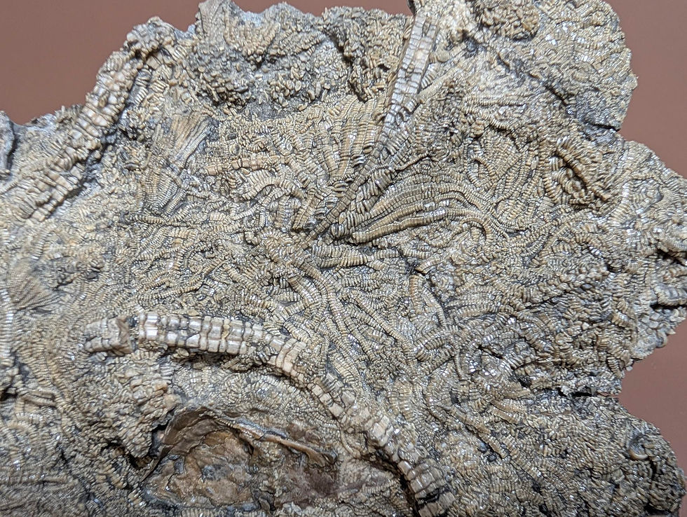 Thumbnail: 31 cm Crinoid Pentacrinites fossilis from - Charmouth Beach UK