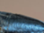 Thumbnail: Rare British Greensand, Upper Cretaceous Lobster - Eype Lyme Regis
